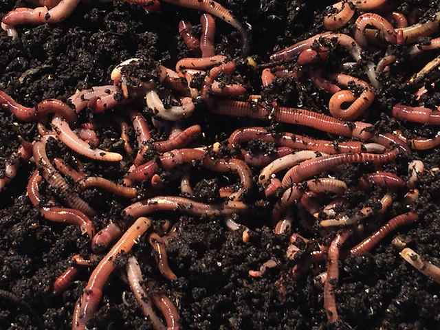 How does one separate the worms from the compost when it is ready for use