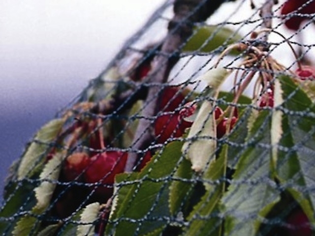 Is this also suitable as a deterrent for butterflies? I'm looking to cover my brassicas as they grow taller!