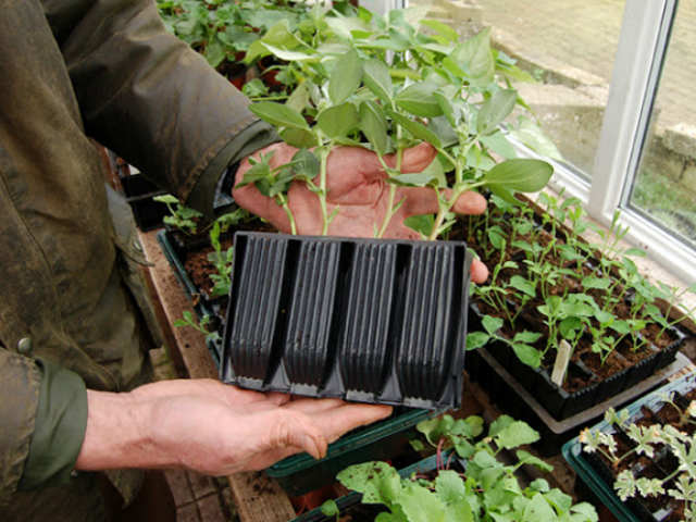 What kind of plastic are these root trainers made from? Is it food-safe plastic eg polypropylene?