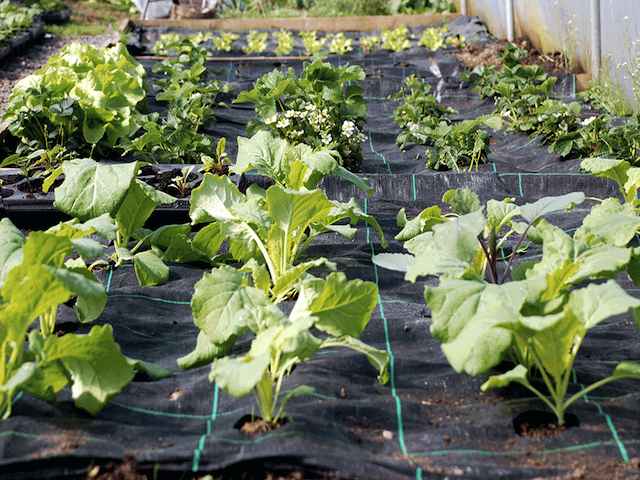 What mat would you use to grow courgettes?