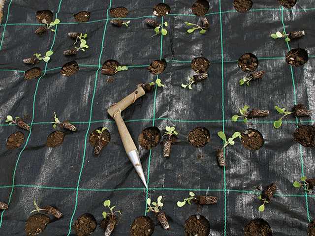 Gro Grid Planting Mat 'B' for Leeks, Beetroot, Garlic, Salads etc Questions & Answers