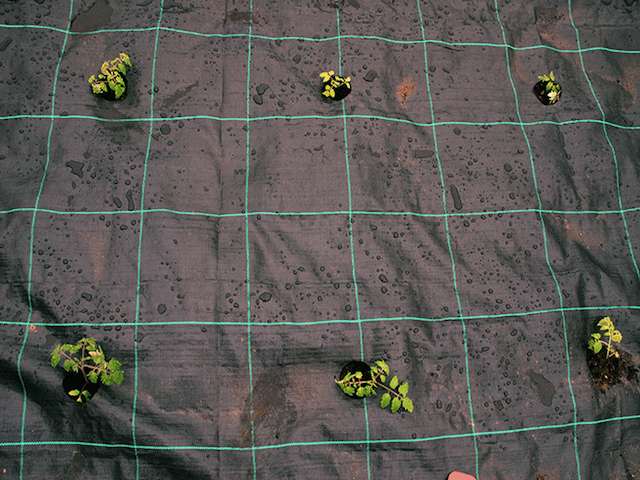 Could you grow pumpkins, squash through these mats ?