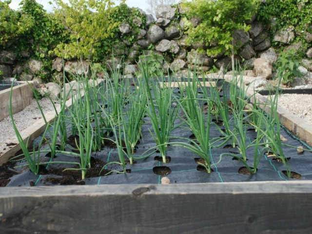 Hi, can you use these to plant a mix of onions and spring onions (i.e. sow spring onions in some of the spaces). Thanks