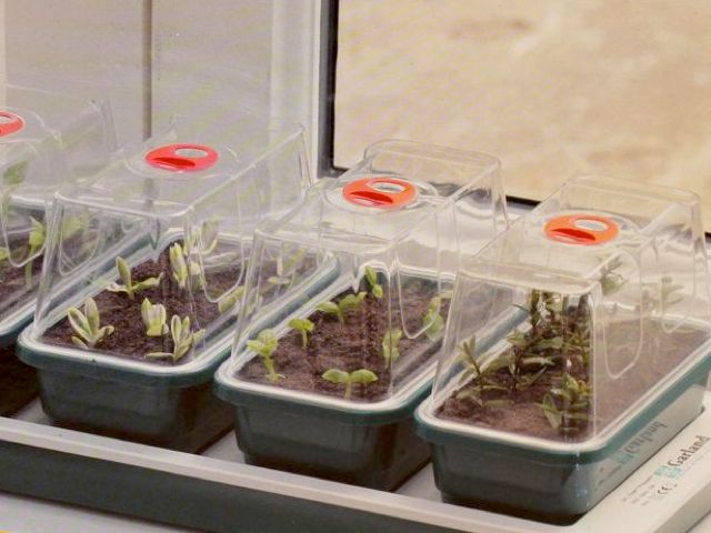 Dear Niall ,I was asking about replacing the mini-propagators only as these may  occasionally fall and break especially the lids , not the heating unit itself as I had one previously and it still works. It is a pity if these cannot be bought separately in...