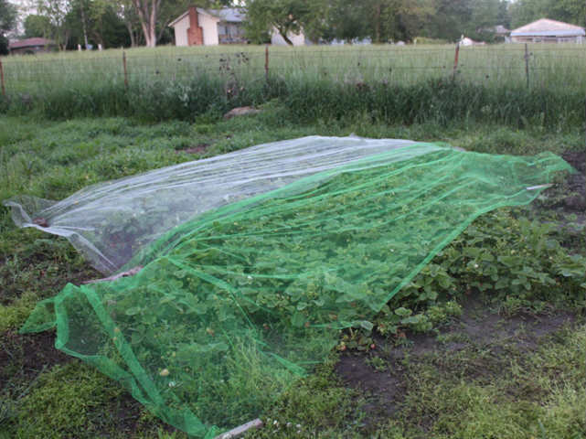 Are these nets effective for keeping butterflies off my veg?