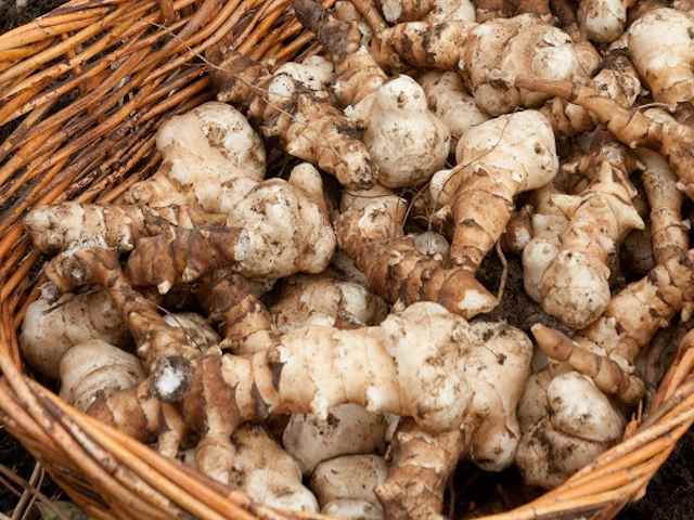 Can you grown Jerusalem artichokes in pots?