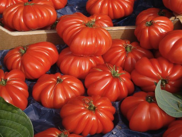 can i grow these tomato,s out side on allotment    as it says polly tunnel or green house