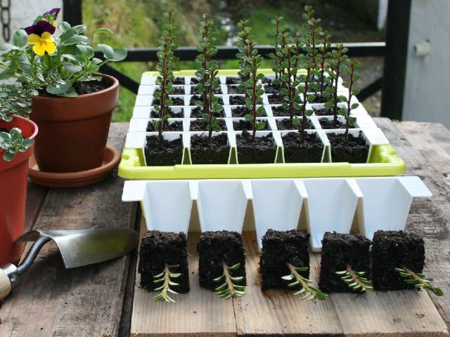 Bustaseed Tip Out Propagation Tray Questions & Answers