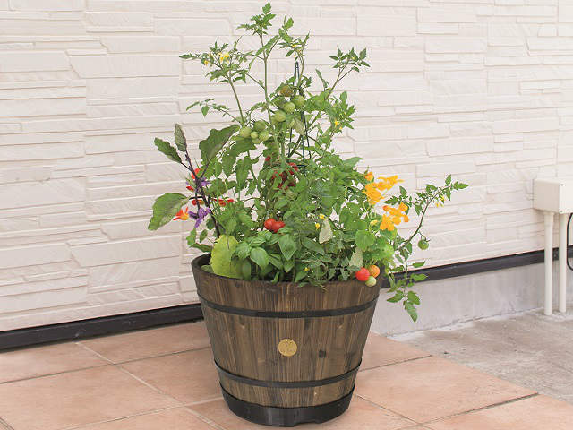 Vegtrug Burnt Oak Barrel Planter Questions & Answers