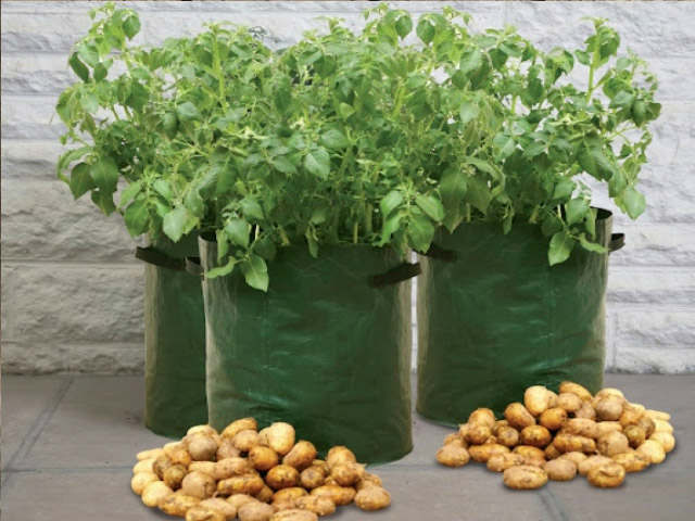 Potato Patio Planters -3 Pack Questions & Answers