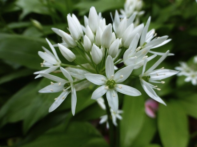 Ramsons Wild Garlic Seeds Questions & Answers